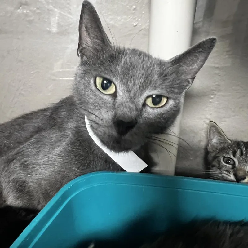 An adult medium-sized female Gray / Blue / Silver Domestic Short Hair cat named Carla for adoption in Birmingham, AL
