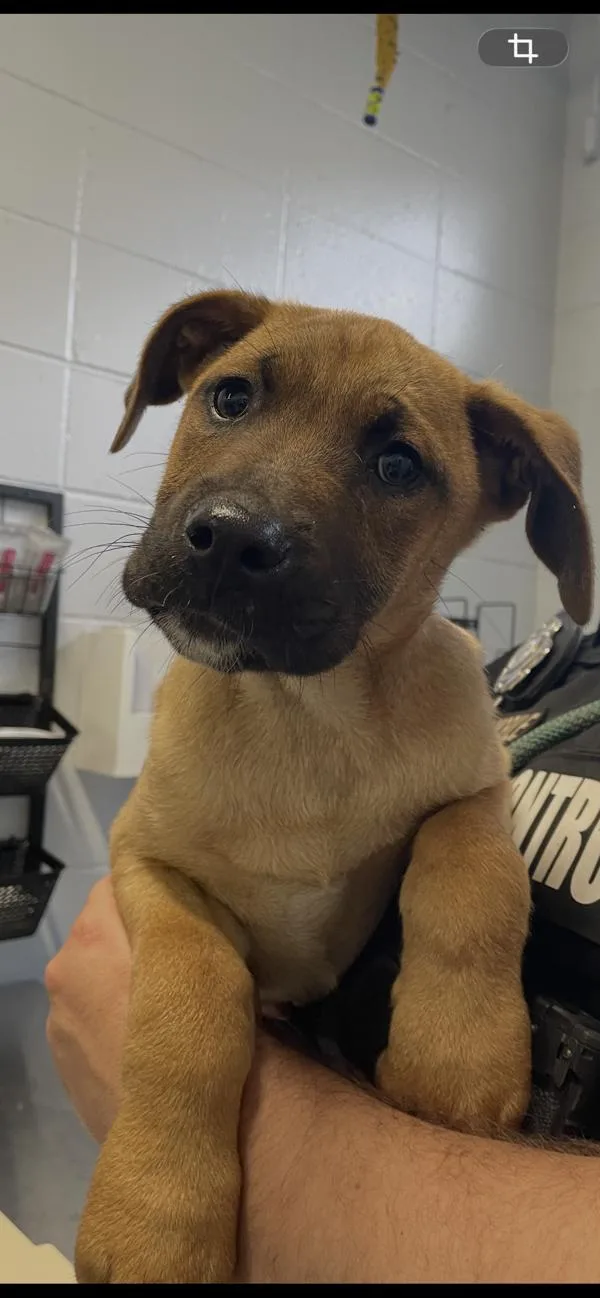 A baby medium-sized male Pit Bull Terrier dog named Duke for adoption in Mobile, AL