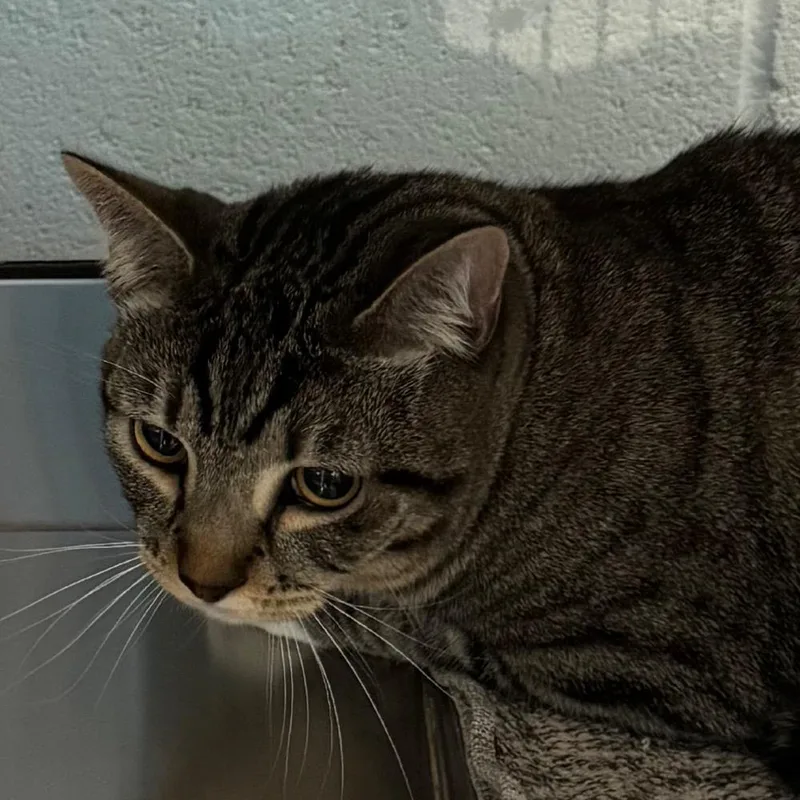 An adult large-sized male Brown / Chocolate Domestic Short Hair cat named Leo for adoption in Lakewood, CO