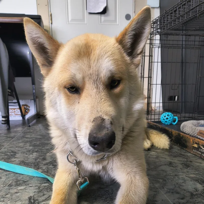 Chandler thumbnail 2