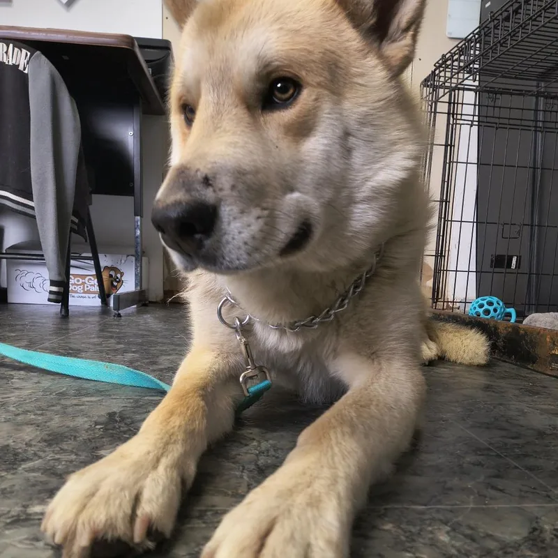 Chandler thumbnail 3