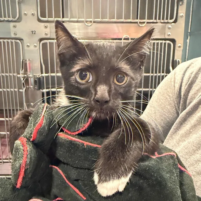 A baby small-sized male Black Domestic Short Hair cat named Chili Bean for adoption in Chattanooga, TN