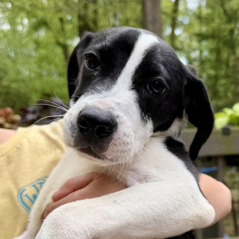 A baby medium-sized male Black English Coonhound dog named Pita for adoption in Richmond, VA