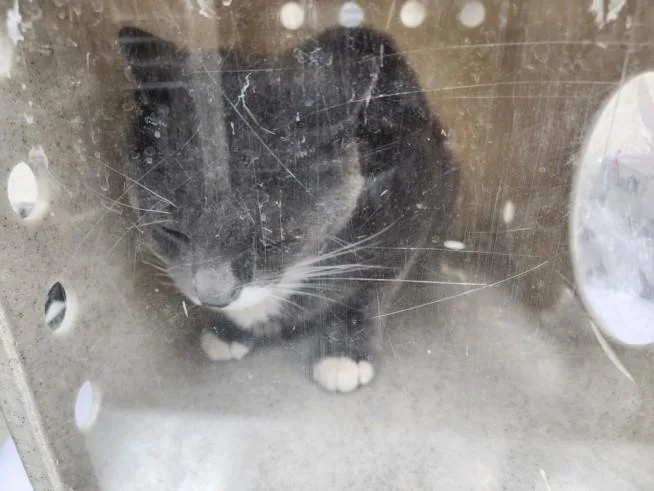 An adult medium-sized male Domestic Short Hair cat named Yoshi for adoption in Santa Fe, NM
