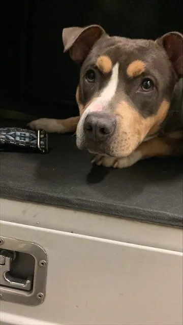 A young medium-sized male Pit Bull Terrier dog named Conan for adoption in San Jose, CA