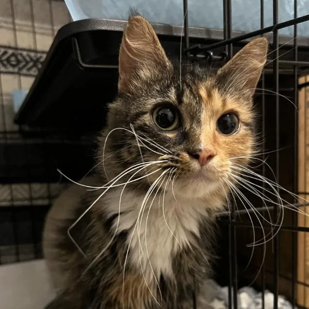 A young medium-sized female Calico Domestic Long Hair cat named Azalea for adoption in PITTSBURGH, PA