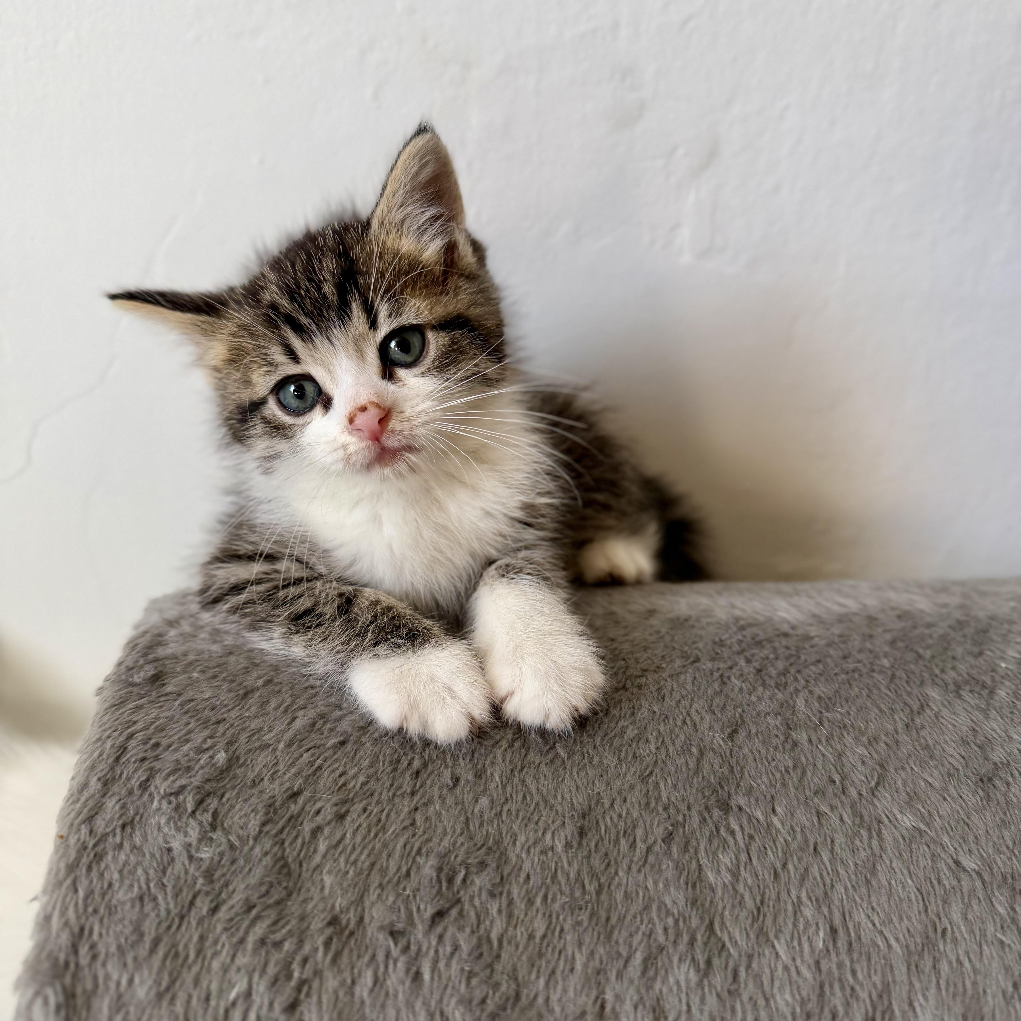 A baby small-sized male Tabby (Gray / Blue / Silver) Domestic Short Hair cat named Buzz for adoption in East Amherst, NY