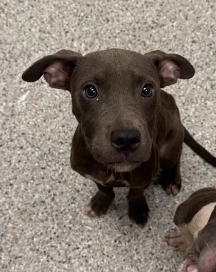 A baby small-sized male Gray / Blue / Silver Pit Bull Terrier dog named Nickelodeon for adoption in Kansas City, MO