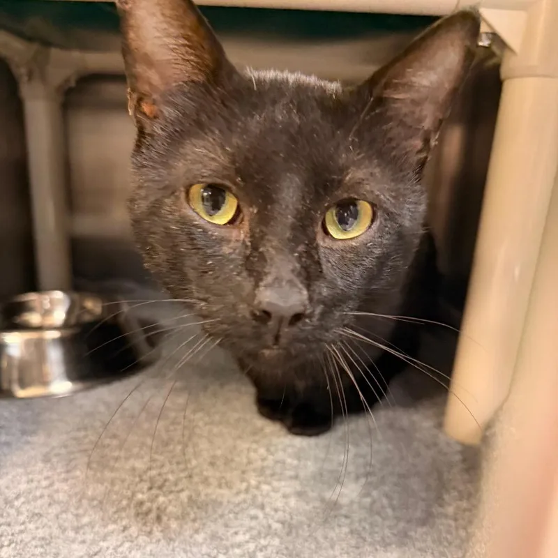 An adult large-sized male Orange / Red Domestic Short Hair cat named Bastian for adoption in Indianapolis, IN