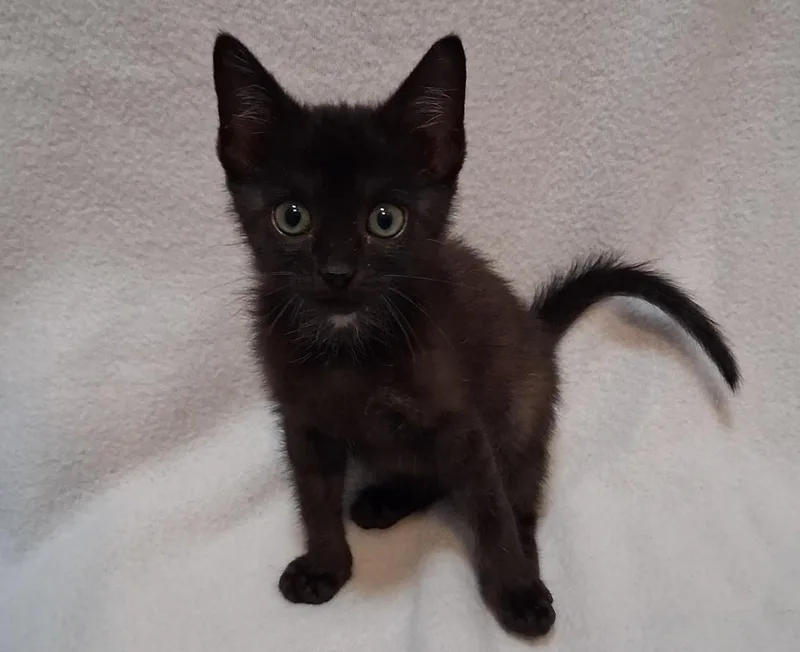 A baby small-sized male Black Domestic Short Hair cat named Harry for adoption in Greensboro, NC
