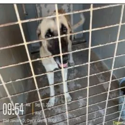 An adult large-sized male Anatolian Shepherd dog named Rover for adoption in Austin, TX