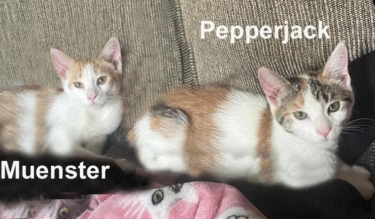 Pepperjack & Muenster Gil.