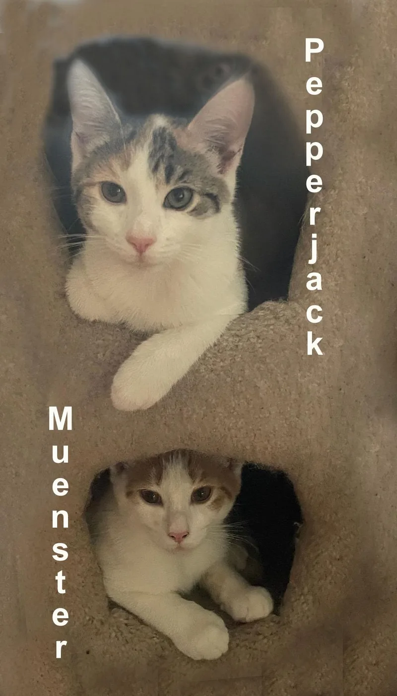 Pepperjack & Muenster Gil. thumbnail 2