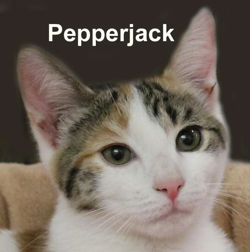 Pepperjack & Muenster Gil. thumbnail 3