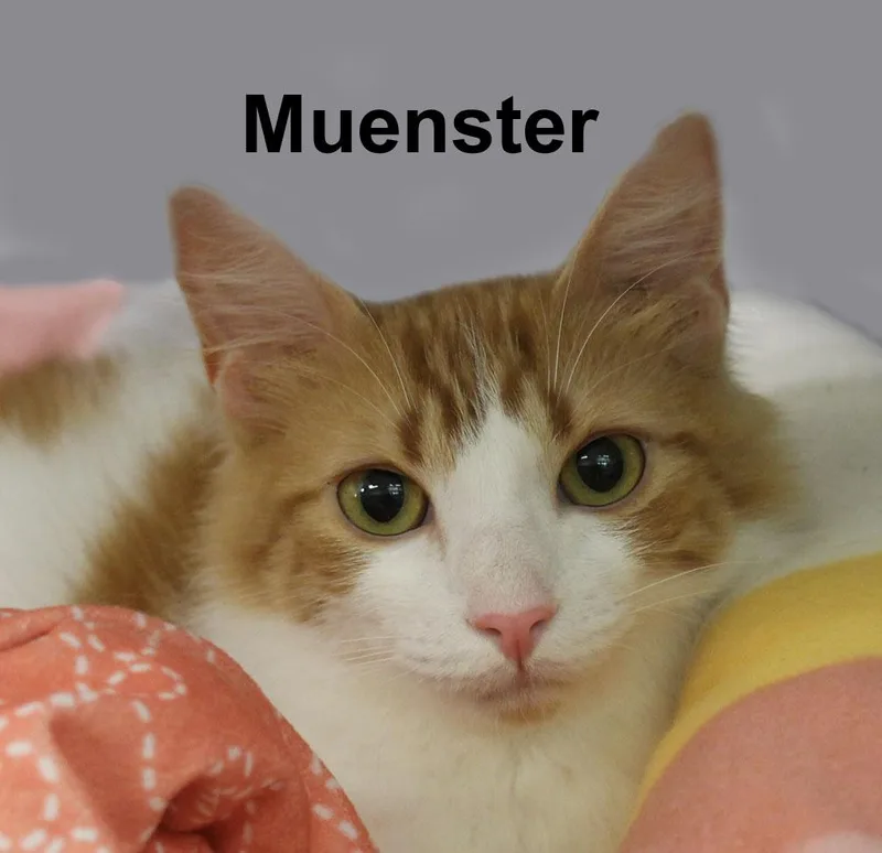 Pepperjack & Muenster Gil. thumbnail 4