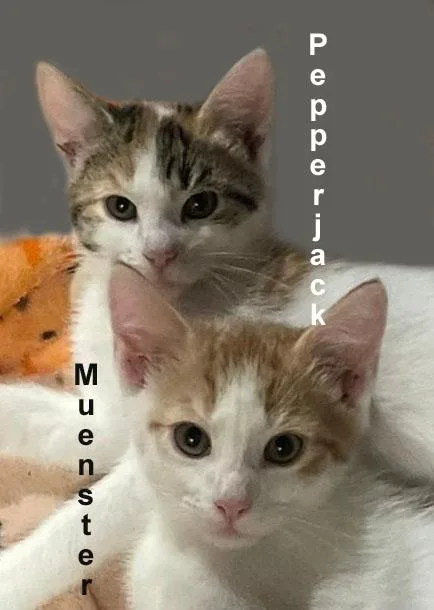 Pepperjack & Muenster Gil. thumbnail 5