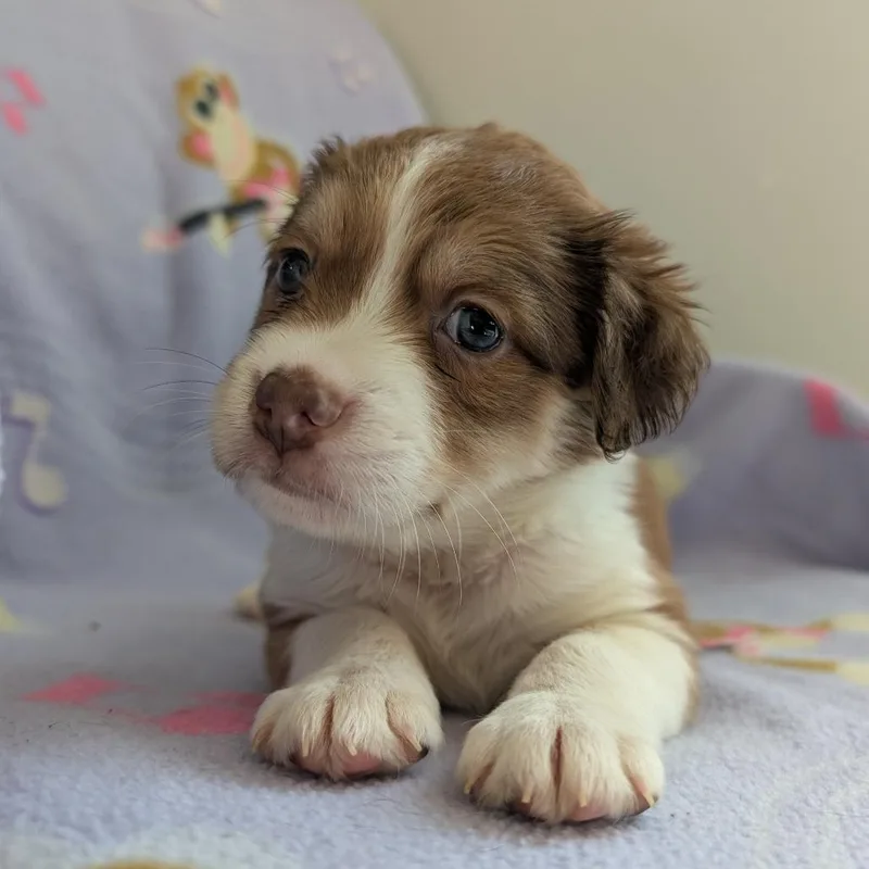 A baby medium-sized female Yellow / Tan / Blond / Fawn Dachshund dog named Lyric for adoption in Huntsville, AL