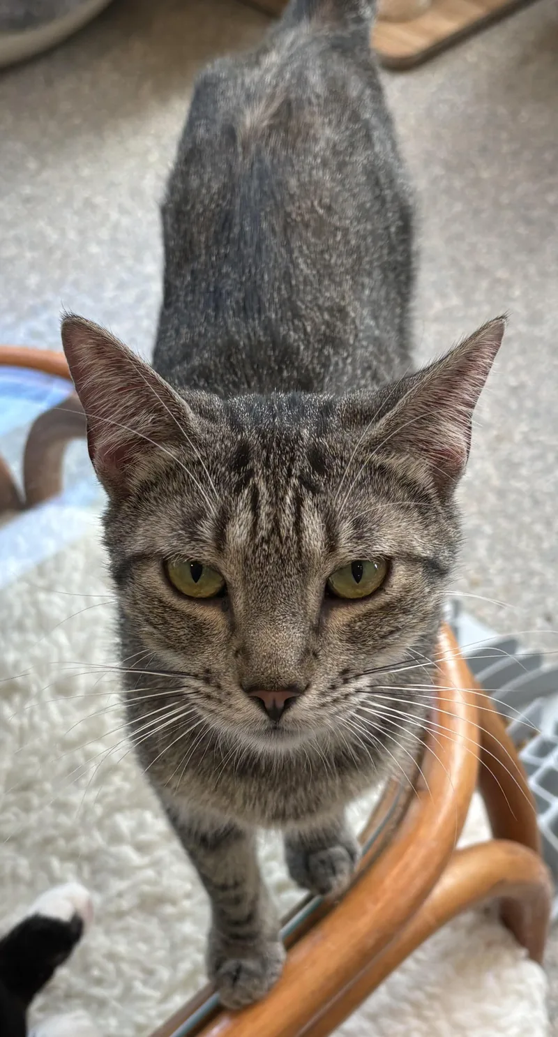 An adult medium-sized female Tabby (Gray / Blue / Silver) Tabby cat named Rain for adoption in Warwick, NY