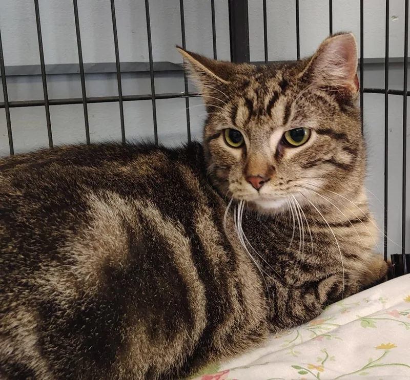 A young small-sized female Domestic Short Hair cat named Mckenzi for adoption in Saint Clairsville, OH