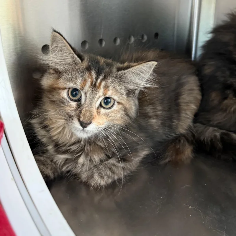 A baby small-sized female Torbie Domestic Medium Hair cat named Quesadilla for adoption in Bend, OR