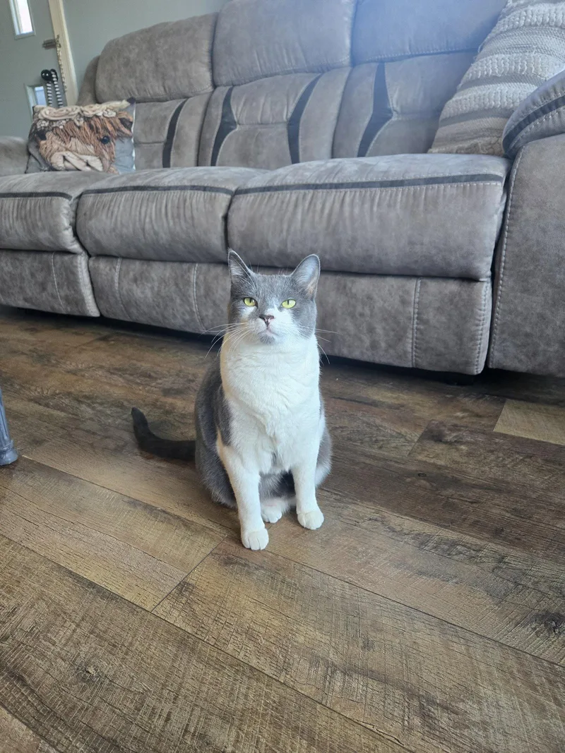 An adult medium-sized female Gray & White Domestic Short Hair cat named Gypsy for adoption in Apollo, PA
