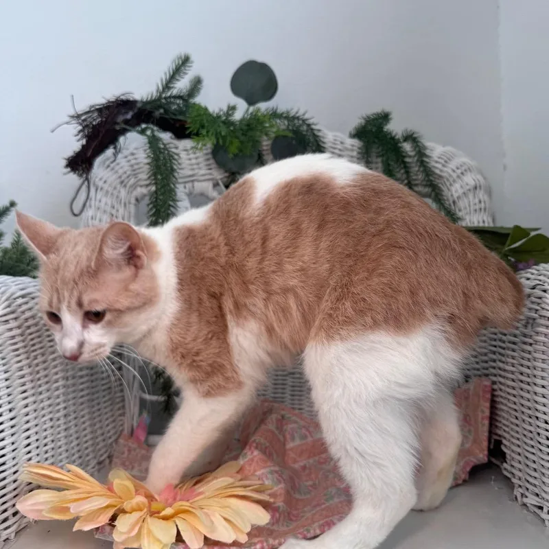 A young small-sized female Orange / Red Manx cat named Biscuit Honeywell for adoption in Eaton Rapids, MI
