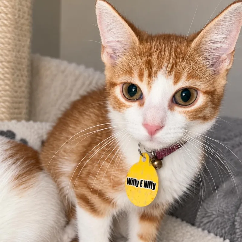 A baby small-sized male Orange / Red Domestic Short Hair cat named Will E. Nilly for adoption in Howard beach, NY