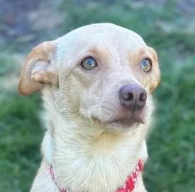 A young small-sized female Yellow / Tan / Blond / Fawn Terrier dog named Sunshine for adoption in Bartlett, IL