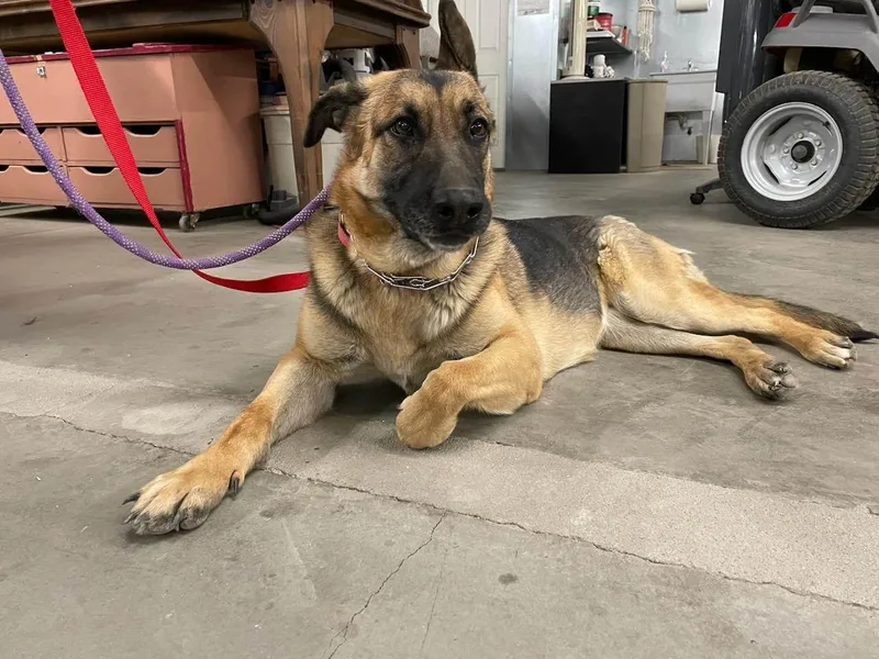 An adult medium-sized female Black German Shepherd Dog named Nala for adoption in Wrightwood, CA