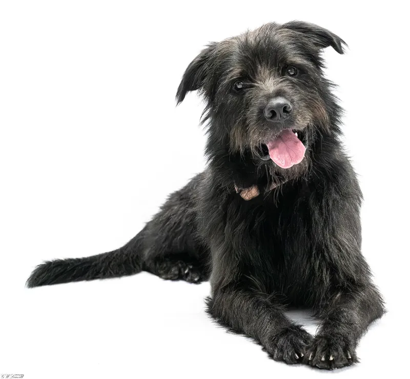 A young large-sized male Mixed Breed dog named Zoro for adoption in BONIFAY, FL