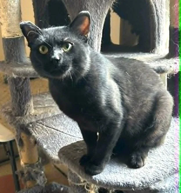 An adult medium-sized male Black Domestic Short Hair cat named Castle for adoption in Anchorage, AK