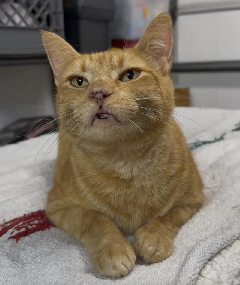 A young medium-sized male Tabby (Orange / Red) Tabby cat named Melvin for adoption in Miami, FL