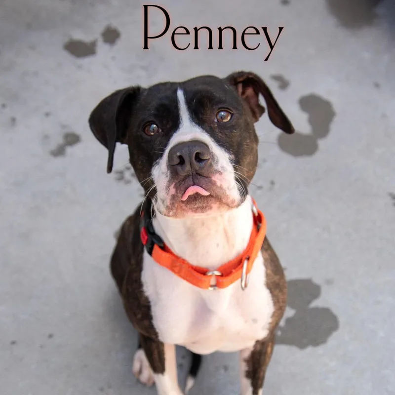 A young medium-sized female White / Cream Pit Bull Terrier dog named Penney for adoption in Parkersburg, WV