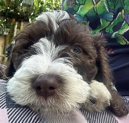 A baby small-sized male Tricolor (Brown, Black, & White) Aussiedoodle dog named Odin for adoption in Orlando, FL