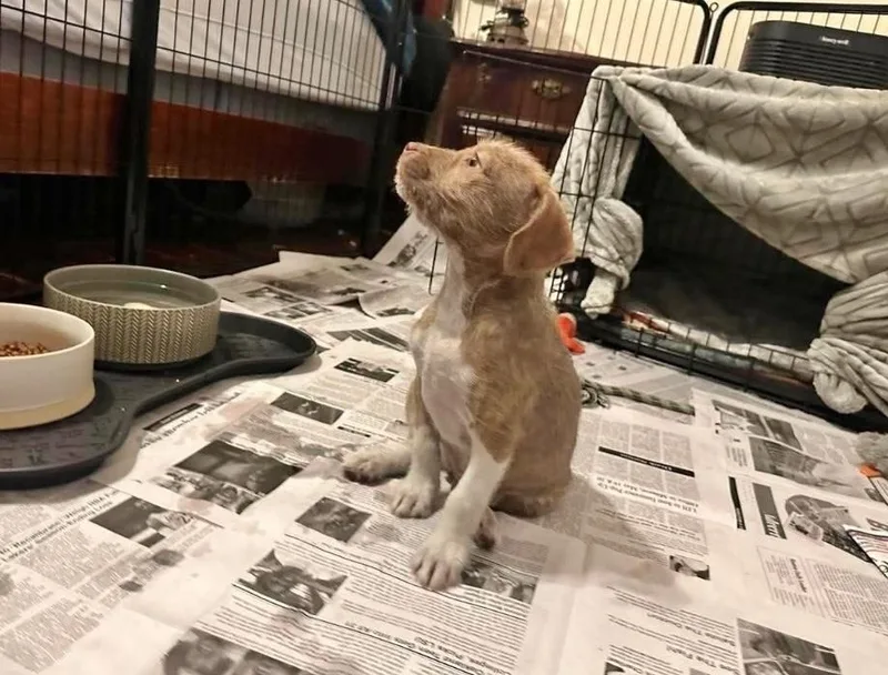 A baby medium-sized female Terrier dog named Greta for adoption in Manchester, CT