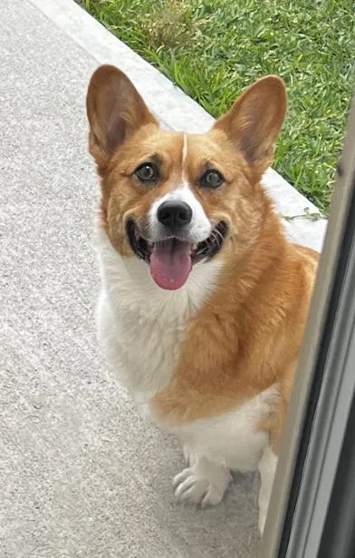 An adult medium-sized male Brown / Chocolate Pembroke Welsh Corgi dog named Stanley for adoption in Liverpool, TX