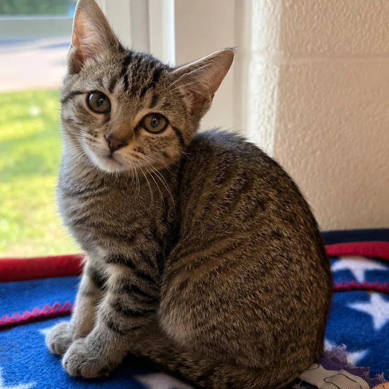 A baby small-sized female Brown / Chocolate Domestic Short Hair cat named Beulah for adoption in Gloucester, VA