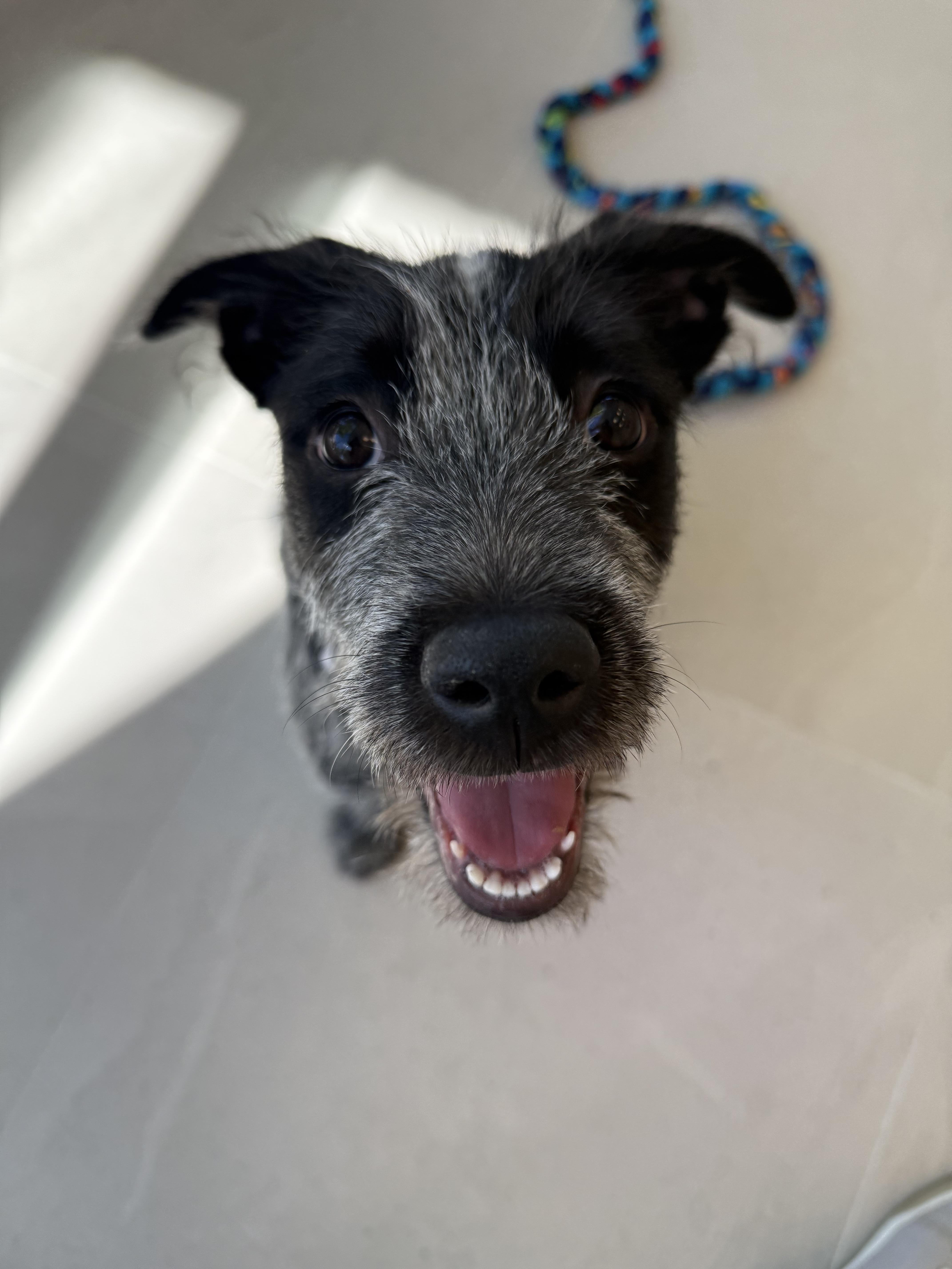 A baby medium-sized female Mixed Breed dog named Wilma for adoption in Evanston, IL