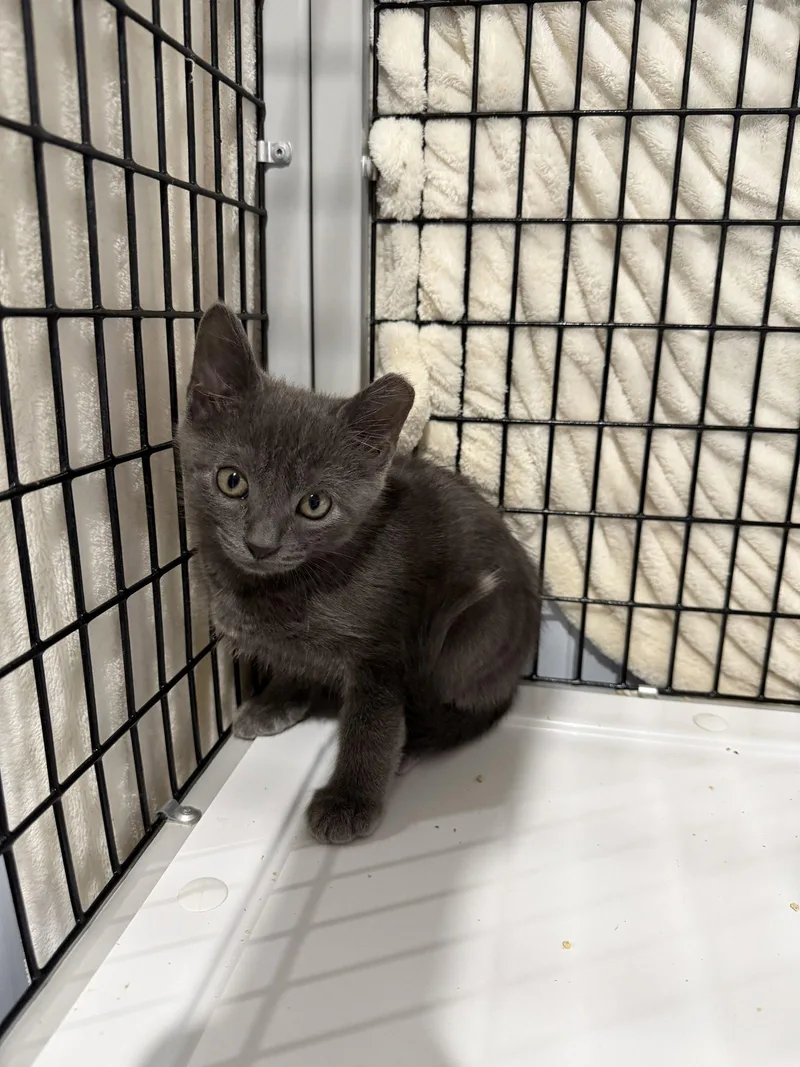 A young medium-sized male Russian Blue cat named Hysteria for adoption in Camden, SC