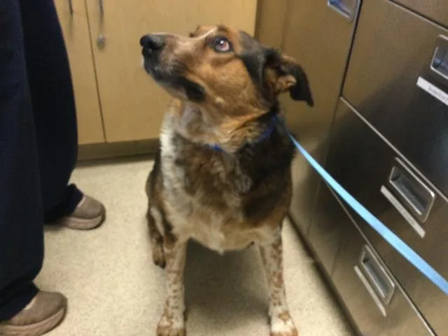 An adult large-sized male Australian Shepherd dog named Handsome for adoption in Riverside, CA