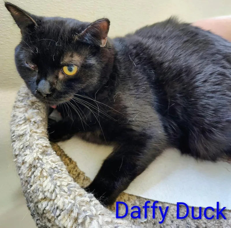 Daffy Duck thumbnail 3