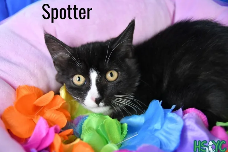 A baby medium-sized male Domestic Short Hair cat named Spotter for adoption in Fort Mill, SC