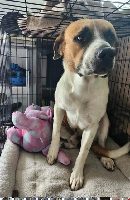 A young large-sized male Saint Bernard dog named A for adoption in San Antonio, TX