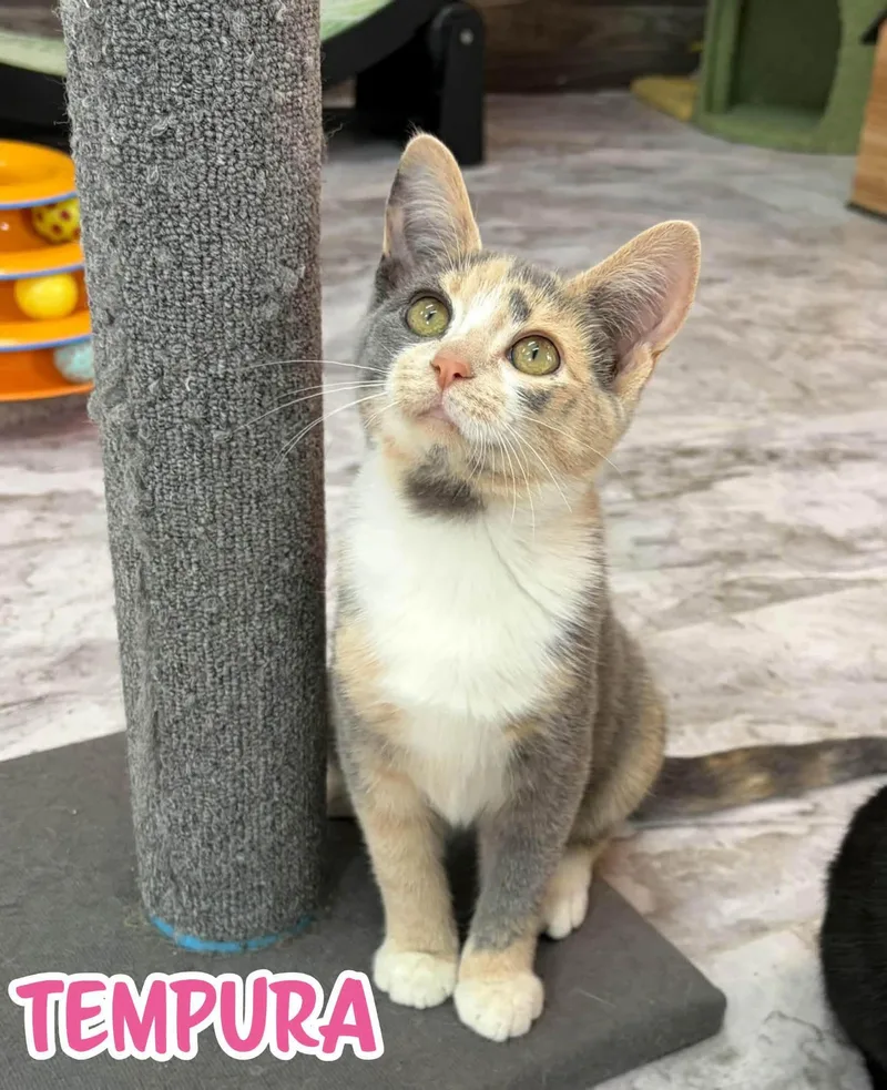 A young medium-sized female Dilute Calico Domestic Short Hair cat named Tempura for adoption in Akron, OH
