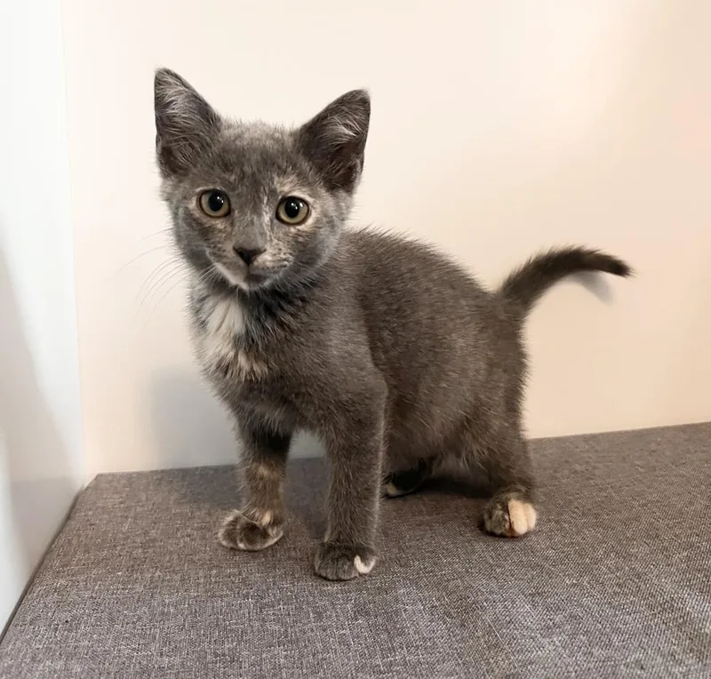 A baby small-sized female Domestic Short Hair cat named Wendy for adoption in Rochester, IN