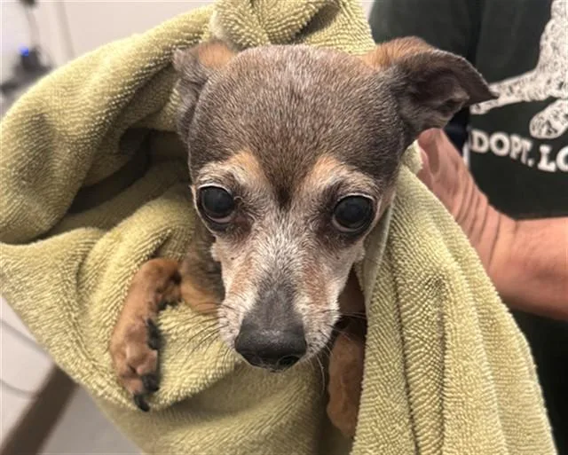 A senior small-sized male Chihuahua dog named Richy for adoption in Tucson, AZ