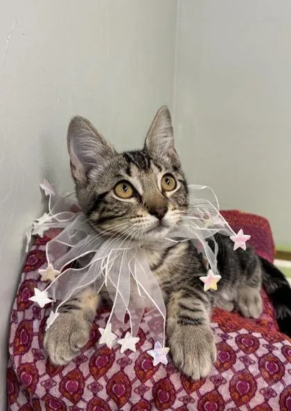 A baby medium-sized female Domestic Short Hair cat named Freda for adoption in Picayune, MS