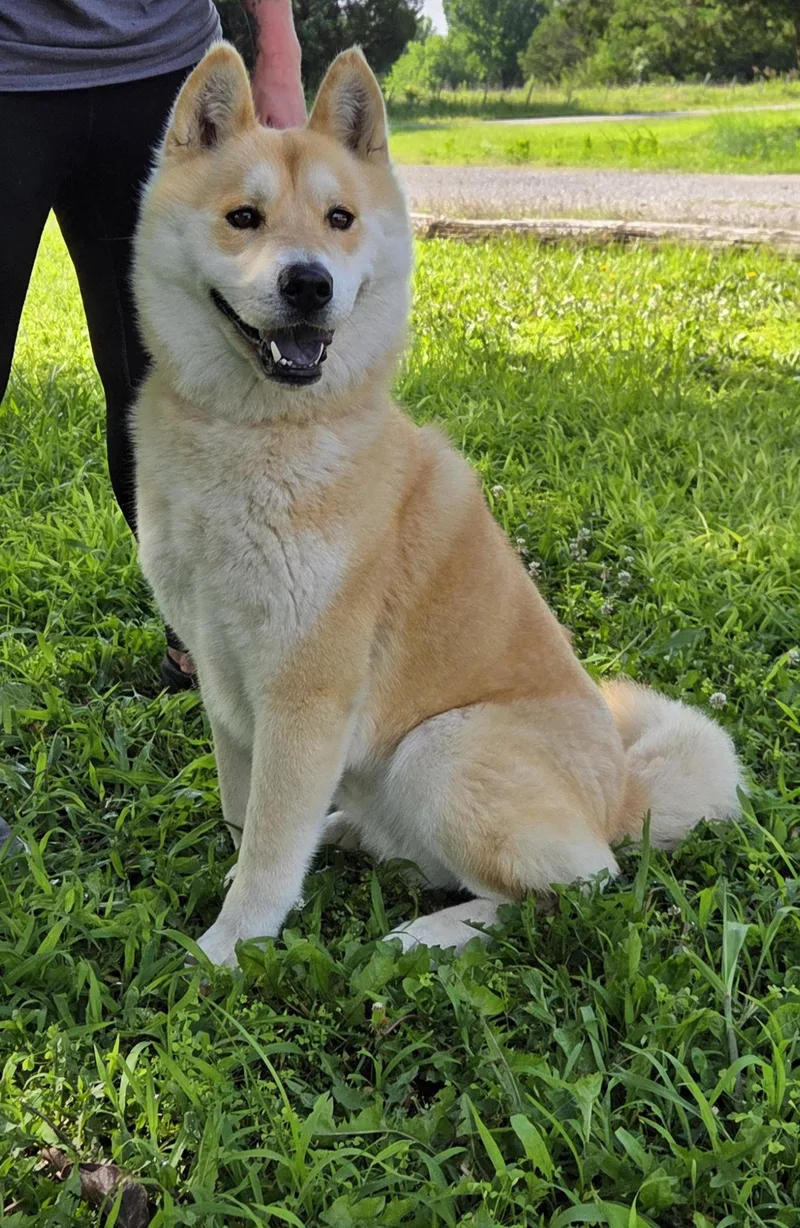 A young medium-sized male White / Cream Shiba Inu dog named Ebisu for adoption in Parsons, KS