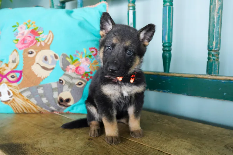 A baby medium-sized female Bicolor German Shepherd Dog dog named Blossom for adoption in San Antonio, TX