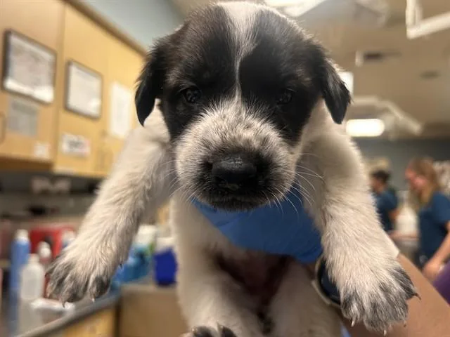 A baby small-sized female German Shepherd Dog dog named Candance Flynn for adoption in Riverside, CA